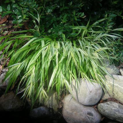 Aureola Gold-Striped Hakone Grass